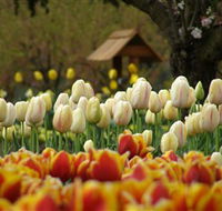 Tulip Top Gardens - Broome Tourism