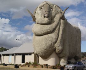 Big Merino - Broome Tourism 0