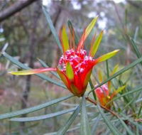 Glenbrook Native Plant Reserve and Nursery - Broome Tourism