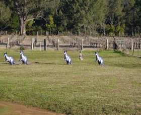 Wollombi Wines - Broome Tourism 5