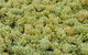 Normanby Wines - thumb 0