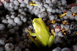 Normanby Wines - Broome Tourism 2