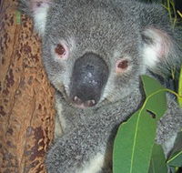 Hunter Valley Zoo - Broome Tourism