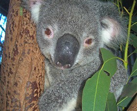 Hunter Valley Zoo - Broome Tourism 0