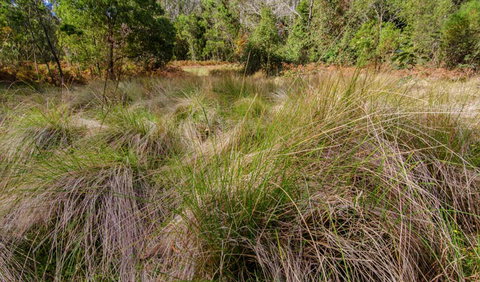 Brush Turkey Track - Broome Tourism 2