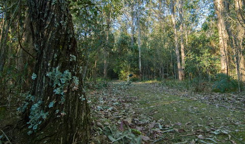 Brush Turkey Track - Broome Tourism 3