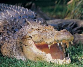 Featherdale Wildlife Park - Broome Tourism 1