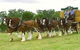 Belgenny Farm - thumb 2