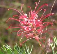 Wirrimbirra Sanctuary - Broome Tourism