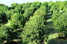 MacNuts WA Shop And Factory - Broome Tourism 1