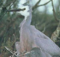 Jack Smith Lake State Game Reserve - Broome Tourism