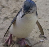 Penguin Island Boardwalks and Walk Trail - Broome Tourism