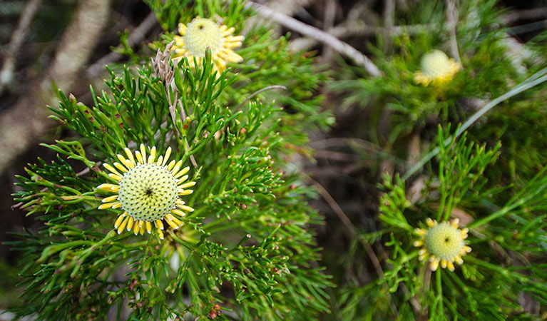 Mount Keira NSW Broome Tourism