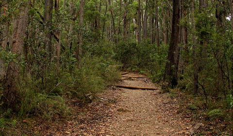 Pigeon House Mountain Didthul Walking Track - Broome Tourism 0