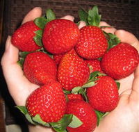 The Strawberry Farm - Broome Tourism