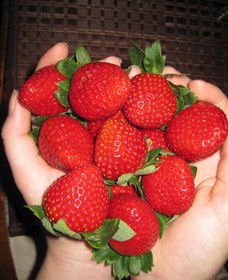 The Strawberry Farm - Broome Tourism 0
