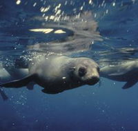 Wilsons Promontory Marine National Park - Broome Tourism