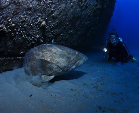 HMAS Brisbane Dive Site - Broome Tourism 3