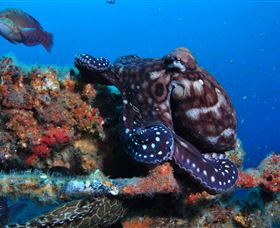 HMAS Brisbane Dive Site - Broome Tourism 2