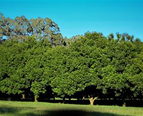 Medowie Macadamias - Broome Tourism 6