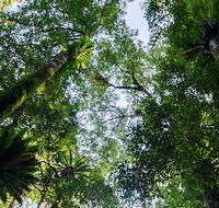 Botanic walk - Broome Tourism