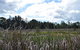 Jabiru Geenbeebeinga Wetlands - thumb 1