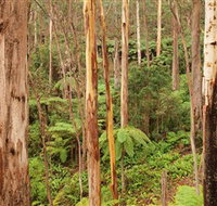 Cycle Mogo State Forest - Broome Tourism