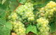 Red Tail Wines - thumb 0