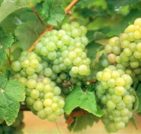 Red Tail Wines - Broome Tourism