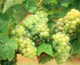 Red Tail Wines - Broome Tourism 0