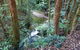 Blackbutt Walking Track - thumb 1