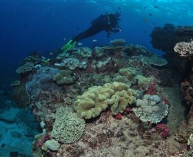 Flinders Reef Dive Site - Broome Tourism 2
