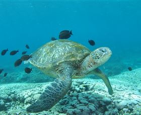 Flinders Reef Dive Site - Broome Tourism 0