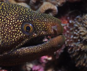 Flinders Reef Dive Site - Broome Tourism 3