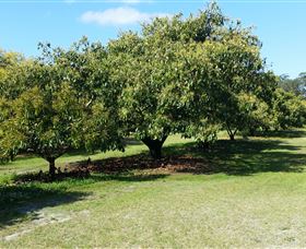The Avocado Farm - Broome Tourism 1