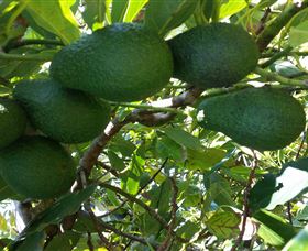 The Avocado Farm - Broome Tourism 6