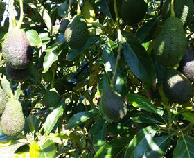 The Avocado Farm - Broome Tourism 7