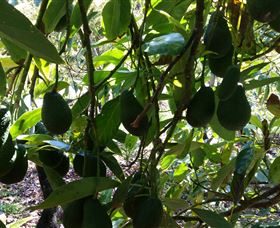 The Avocado Farm - Broome Tourism 5