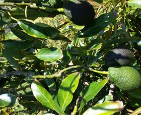 The Avocado Farm - Broome Tourism 8