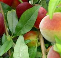 Fruit Salad Tree Company - Broome Tourism