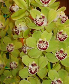 Tinonee Orchid Nursery - Broome Tourism 1