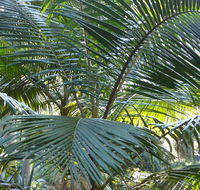Bangalore Falls walking track - Broome Tourism