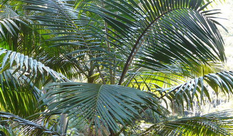 Bangalore Falls Walking Track - Broome Tourism 0