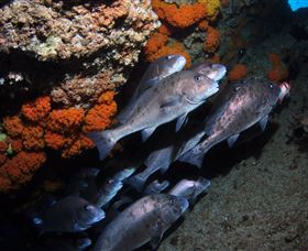 Gotham City Dive Site - Broome Tourism 3