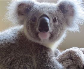 Koala Care Centre In Lismore - Broome Tourism 0