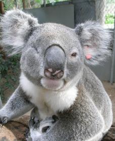 Koala Care Centre In Lismore - Broome Tourism 1