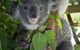 Koala Care Centre In Lismore - thumb 2