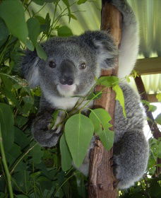 Koala Care Centre In Lismore - Broome Tourism 2