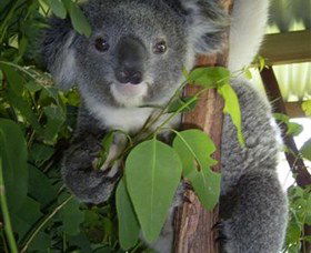 Koala Care Centre In Lismore - Broome Tourism 4