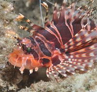 The Seaway Dive Site - Broome Tourism